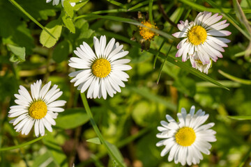 Fototapeta premium Daisies on sunset in to mountain