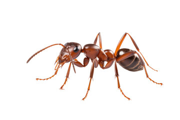 Ant isolated on transparent background.