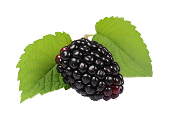 Blackberry isolated on transparent background.