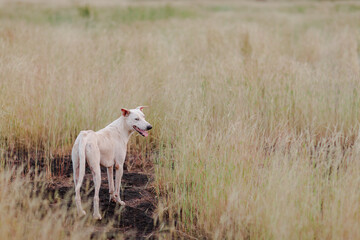 Obraz premium white horse in the field