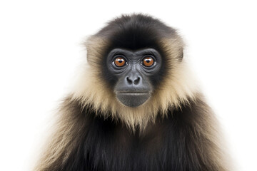 Graceful Hainan Gibbon in Nature Isolated on Transparent Background