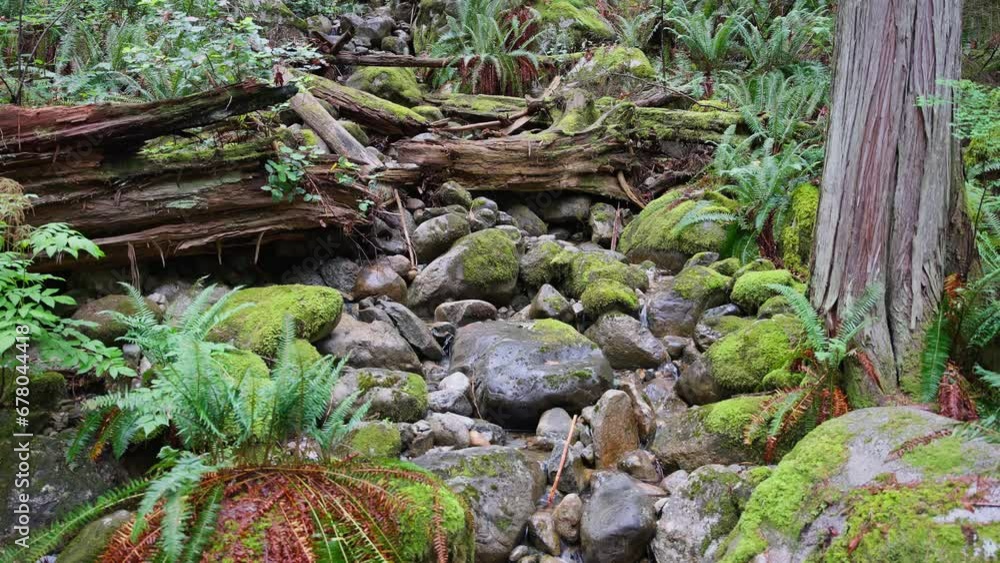 Poster stream flowing through mossy rocks with ferns in the forest. - static