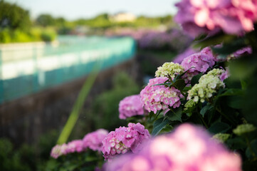 Obraz premium 夏の花あじさい