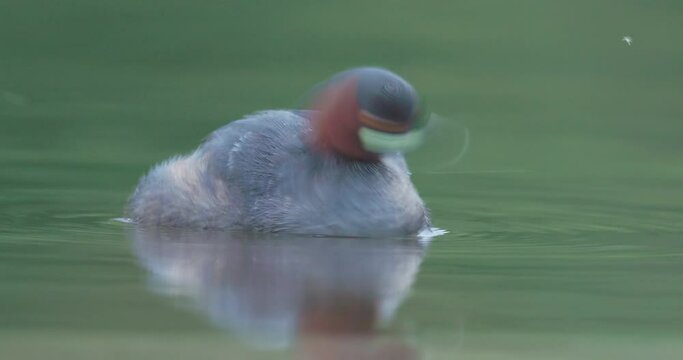 Male Little Grebe closeup swimming in breeding plumage, active on water fluffy bird dabchick