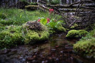 八ヶ岳の苔むす森
