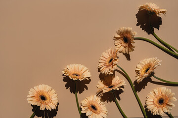 Pastel peachy gerbera flowers with aesthetic sunlight shadows on tan beige background. Minimal stylish still life floral composition with copy space - obrazy, fototapety, plakaty