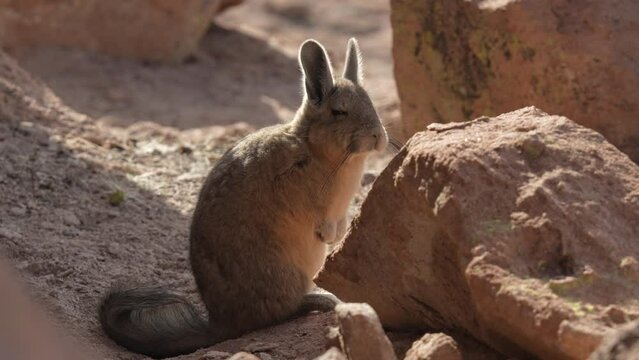 Viscacha Andes Rodents Sunbathing Over The Rocks At Andes Mountains, Bolivia