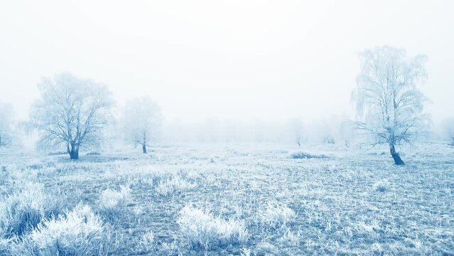 White frost-covered trees and grass in winter forest at foggy sunrise. Aerial view. Beautiful winter nature background
