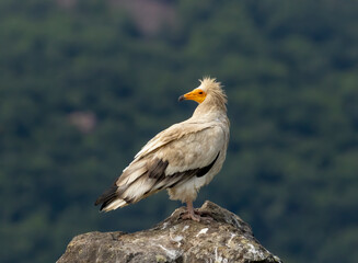 Egyptian vulture in natural habitat in Bulgaria