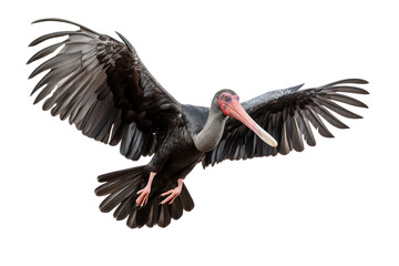 Majestic Northern Bald Ibis in Flight Isolated on Transparent Background - obrazy, fototapety, plakaty