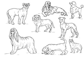 Dogs beagle, afghan hound, basset hound, bullmastiff hand drawn cute cartoon sketch coloring set pets on a white background separately