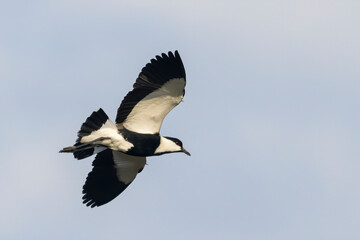 Spur-winged Lapwing (Vanellus spinosa) in flight