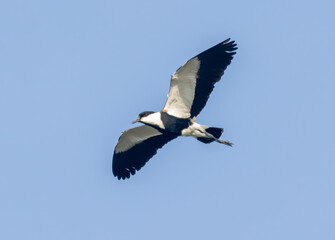 Spur-winged Lapwing (Vanellus spinosa) in flight