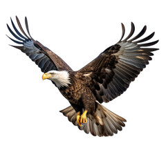 Bald Eagle in Flight Isolated on Transparent or White Background, PNG