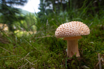 Wild mushrooms in the forest on Norway