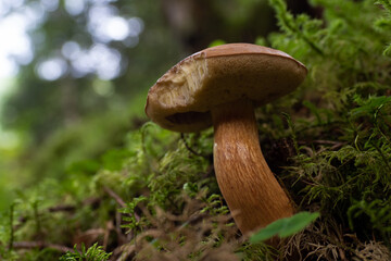 Wild mushrooms in the forest on Norway