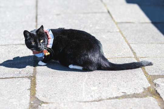 Black cat with bells on a colorful fabric collar on the streets of reykjavi, iceland in summer