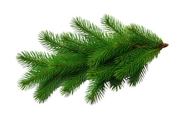 Obraz premium Green fir, spruce branch isolated on transparent background.