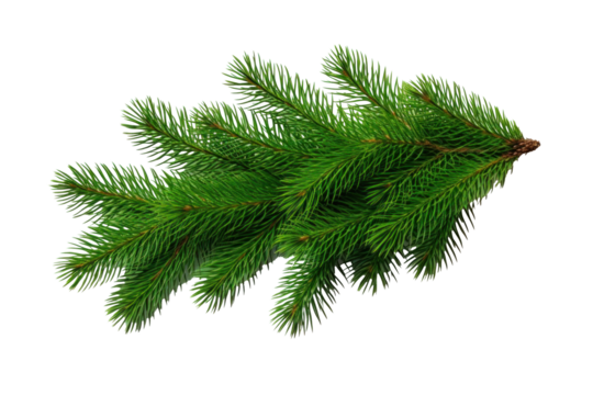 Green fir, spruce branch isolated on transparent background.