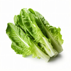 Romaine lettuce isolated on white background