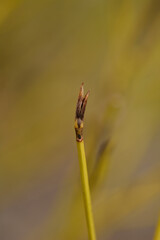 Red osier Dogwood Flaviramea branch in winter