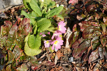 Common primrose pink flowers