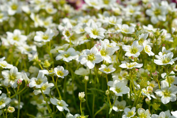 Mossy Saxifrage Pixie White flowers