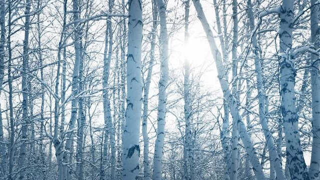 Snow-covered trees in winter forest against the sky. Snowflakes fall from the branches and spin in the air. Zoom out. Abstract winter nature background
