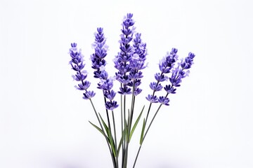 Naklejka premium lavender flowers isolated on white