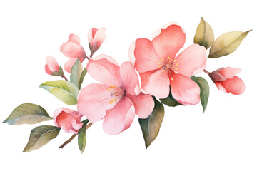 Watercolor blush floral isolated on transparent background.
