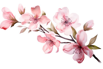 Fototapeta na wymiar Watercolor blush floral isolated on transparent background.