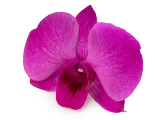 Pink orchid isolated on white background.