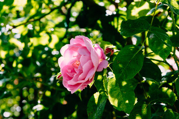 Close up shot of a rose flower in the garden