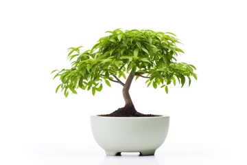 Fotobehang bonsai tree isolated © Thibaut Design Prod.