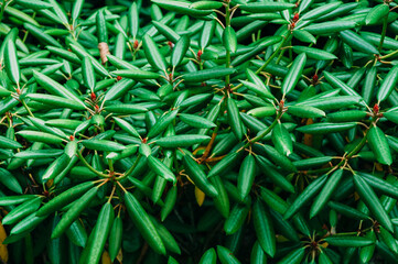 Green leaves on a bush close up