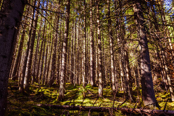 Deep forest in the middle of the summer