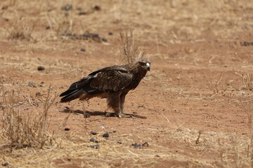 Adler 1
