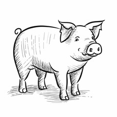 Sow hand-drawn illustration. Sow. Vector doodle style cartoon illustration