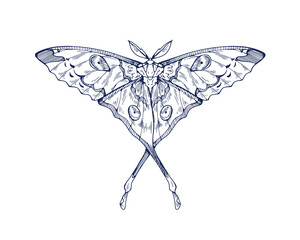 Comet moon moth, vintage ink drawing. Retro Madagascan butterfly sketch in old antique style. Hand-drawn flying insect. Handdrawn engraved vector graphic illustration isolated on white background © Good Studio