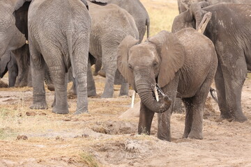 Fototapeta premium Elefant8