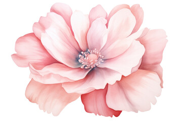 Watercolor blush floral isolated on transparent background.