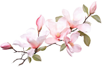 Naklejka na ściany i meble Watercolor blush floral isolated on transparent background.