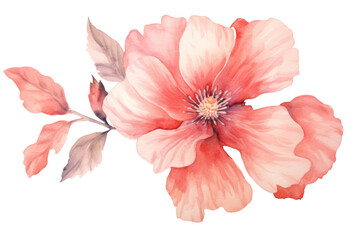 Watercolor blush floral isolated on transparent background.