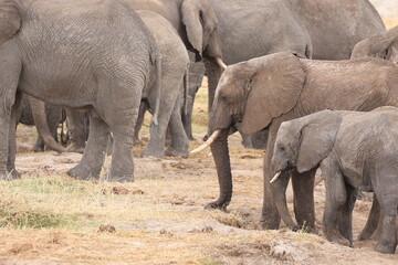 Elefant14