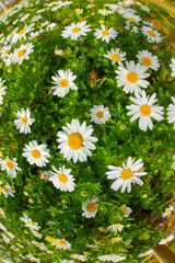 Daisies shot in nature with wide angle.