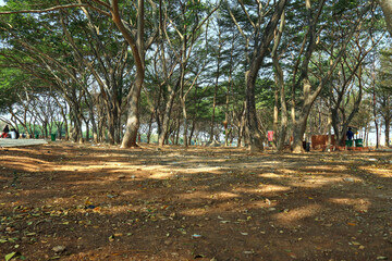 shady tree with green leaves in the morning with hot sun at the park.

