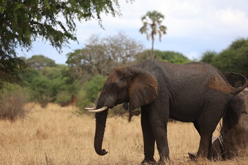 Elefant32