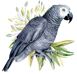 Namalowana szara papuga żako ilustracja - obrazy, fototapety, plakaty
