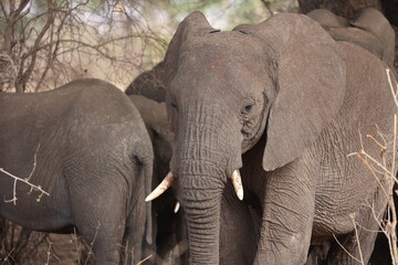 Elefant43
