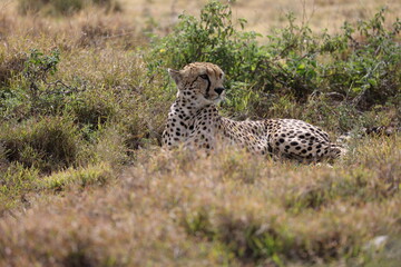 Gepard2